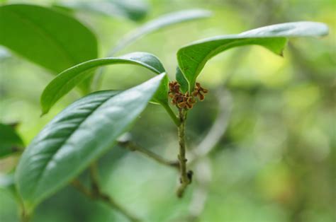 桂花 屬性|專題文章:桂花 